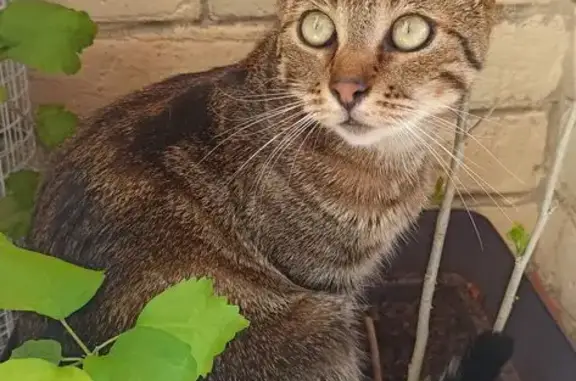 Animaux perdus , photo: Chat tigré perdu, rue Nobel, Bois du Verne