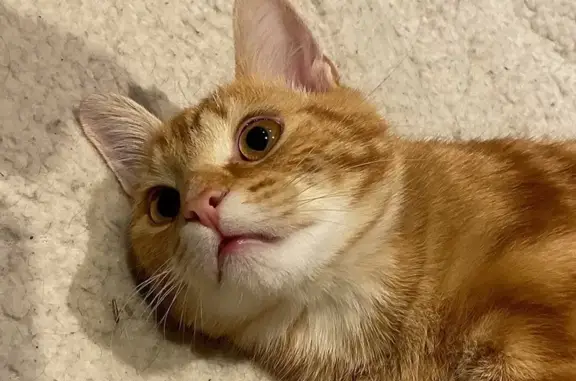 Animaux perdus Bussang, photo: Chat roux perdu à Bussang, Route de Sauté