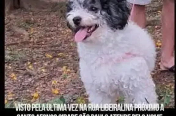 cachorro desaparecida