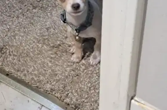 Lost Coffee-Colored Dog in Lenexa