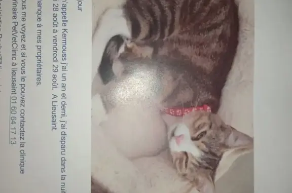 Chat perdue, collier rouge, Lieusaint - photo