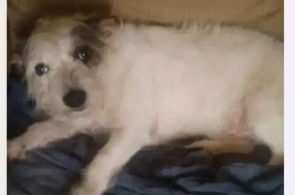 Help Find Dill: Missing Dog in Magnolia