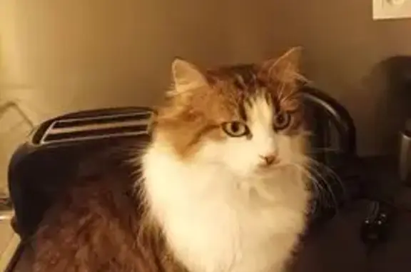 Chatte perdue, marron/blanc, St-Sébastien - photo