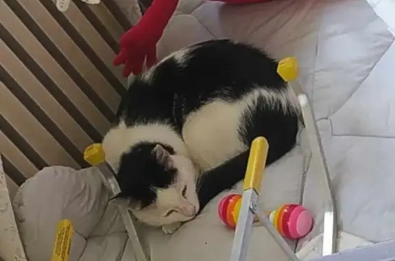 Chat perdu, , photo: Chat noir et blanc perdu à Merlines