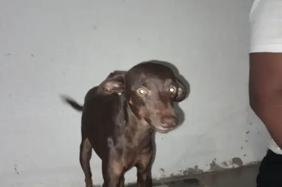 Cachorro perdido Fêmea (brl001450) - photo
