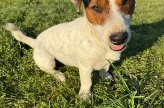 Chien perdu : Jack Russel à Pomas - photo