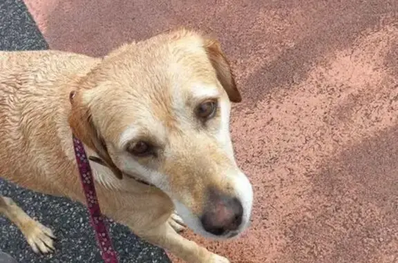 Animaux trouvés , photo: Chienne âgée retrouvée trempée à Thorigné