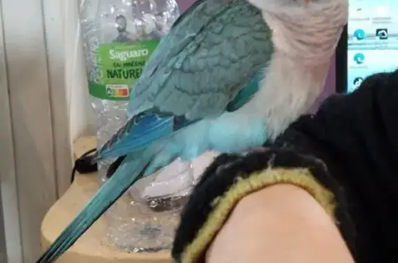 Animaux perdus Castres, photo: Conure bleue perdue à Castres, infos SVP