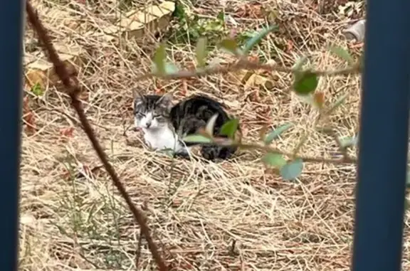 Chat tricolore et chatons vus à Cenon - photo