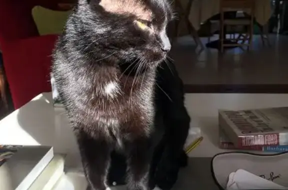 Animaux perdus Albi, photo: Chatte noire perdue Rue de Lavazière, Albi