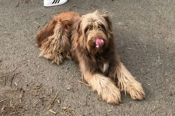 Chien perdu à Saint-Hilaire-la-Croix - photo