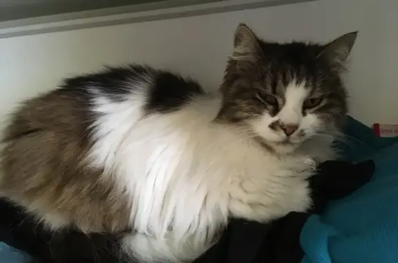Chatte angora perdue à Thiers en août - photo