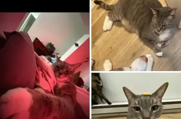 Lost Cat: Sage - Grey & White, N. Lee St.