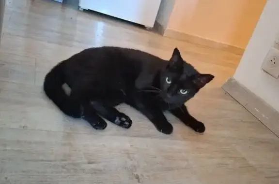 Animaux trouvés Auch, photo: Chat noir trouvé, cicatrice oreille gauche