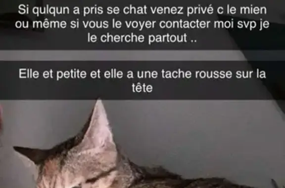 Chatte rayée perdue à Montluçon - photo