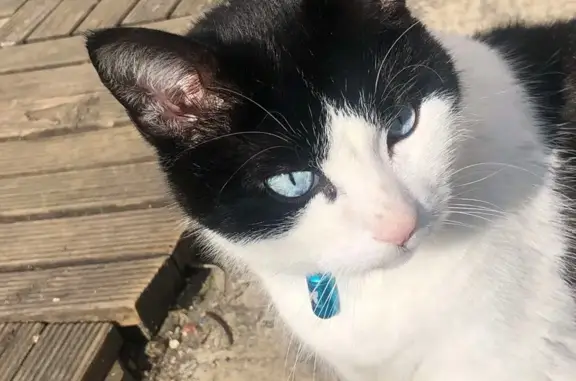 Chat noir et blanc perdu à Vallet - photo