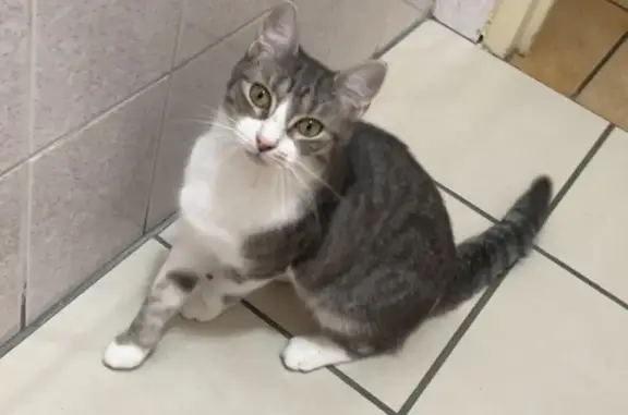 Chat Perdu à Bolbec : Nova, Grise et Blanche - photo