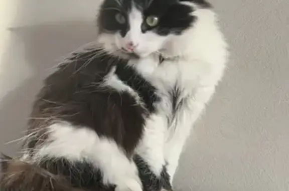 Chatte perdue : noire et blanche, Limoges - photo