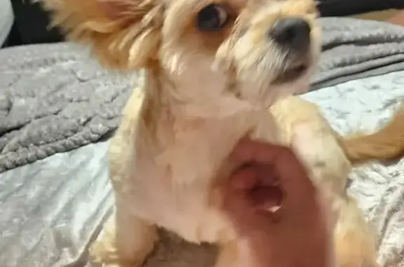 Lost Grandpup Brutus: Please Help Find!
