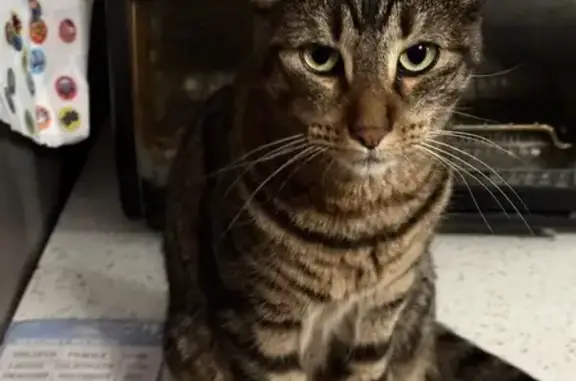 Lost 3-Year-Old Cat on North Bernice Dr
