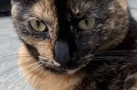 Friendly Tortoiseshell Cat Lost on Highland