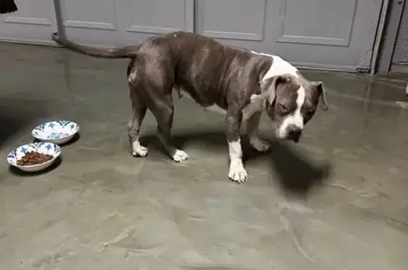 Found dog Arizona City, photo: Sweet Gray & White Pit Bull Found in Phoenix