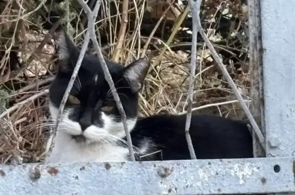 Buscamos Gato Perdido en Tarra...