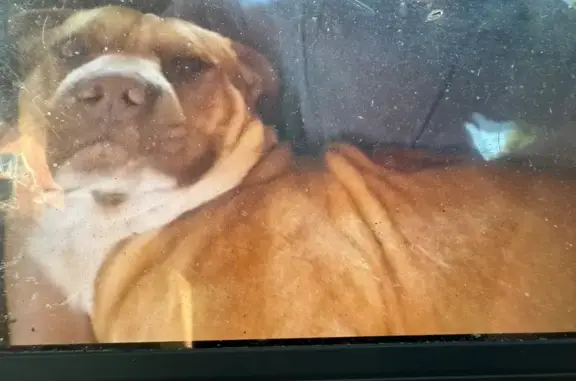 Lost Tan & White Dog: Sweet & Friendly