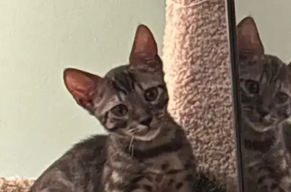 Found cat Westerville, photo: Friendly Young Tabby Found in Westerville