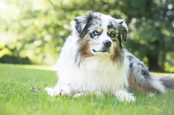 Chien perdu Écully, photo : Berger australien perdu, Écully, orage