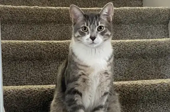 Lost Grey Cat: White Chest in Speed 7022