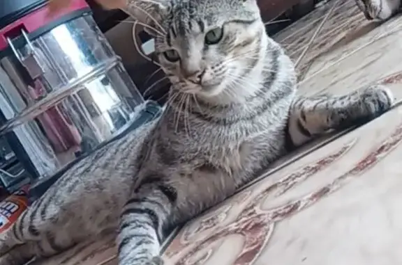 Lost Grey Cat: 'Kom, Kom, Kom'...