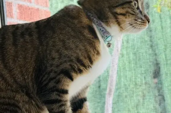 Missing cat Tustin, photo: Lost Tabby Cat: Green Eyes & Pink Nose