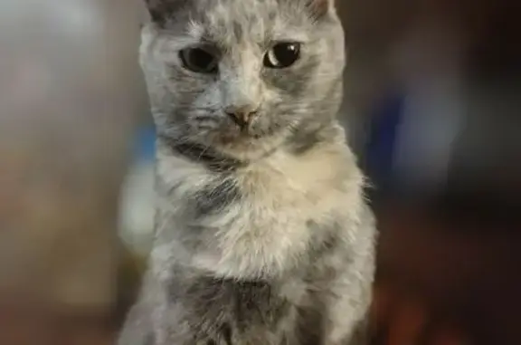 Help Find Lavonna: Gray Tortoise Shell Cat