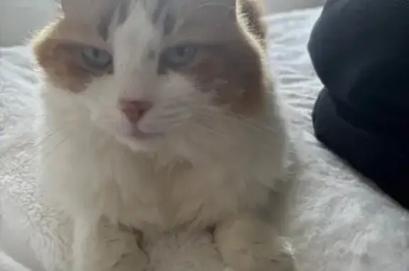 Lost Cat: White & Orange, Green Eyes