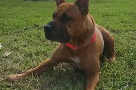 Lost Tan Shar Pei x Staffy in Adelaide