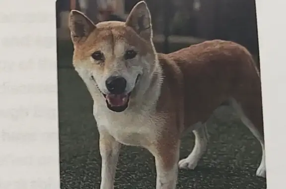 Lost Shiba Inu on NE 13th St, Florida City