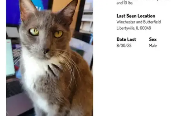 Lost Grey Cat Percy - Libertyville Area