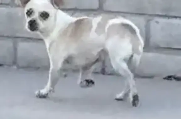 Found dog Phoenix, photo: Shy White & Tan Dog Found on Emig Rd
