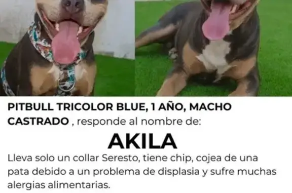 Perro perdido: Pitbull tricolor Akila en La Zubia