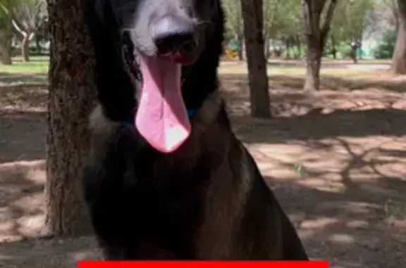 Perros perdidos, Saltillo, foto: ¡Perro perdido! Cachorro con collar azul en Saltillo