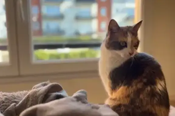 Chat perdu, Le Mans, photo: Chat écaille de tortue perdue au Mans
