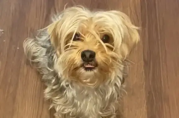 Missing dog Mesa, photo: Lost Yorki-Poodle Mix: Mesa, AZ Area