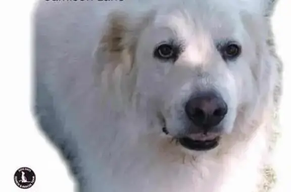 Lost 120lb Great Pyrenees in Cookeville