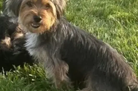 Missing dog , photo: Lost Yorkie Mix: Black & Brown in Robbins