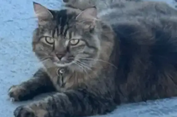 Lost Cat: Black/Brown Stripes, Erie