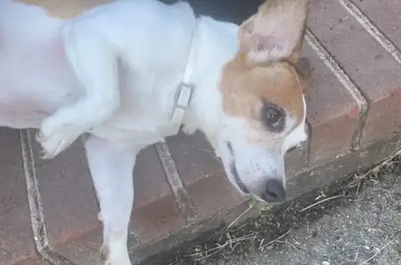 Found dog , photo: Friendly Spotted Dog Found in Winston-Salem