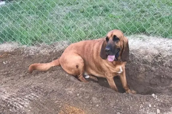 Lost Tan/Red Dog on Colbert Bridge Rd
