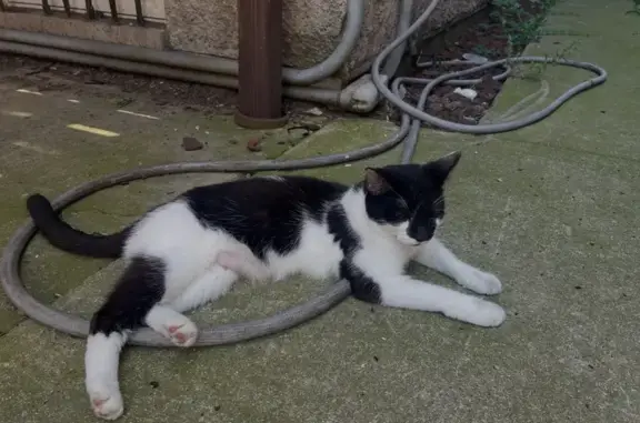 Friendly Spotted Cat Found on...