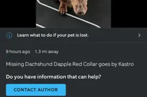 Missing: Friendly Brown Dog in Buckeye